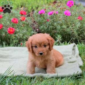 Mason, Cavapoo Puppy
