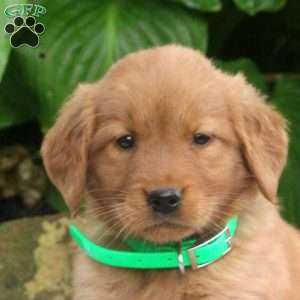 Mason, Golden Retriever Puppy