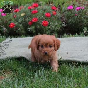 Mason, Cavapoo Puppy