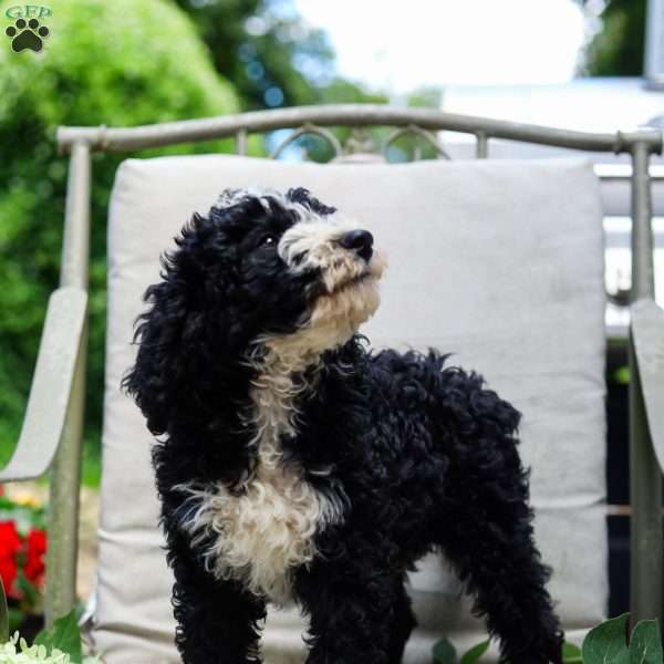 Mason, Bernedoodle Puppy