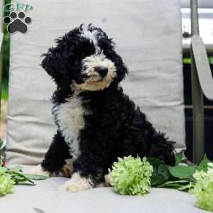 Mason, Bernedoodle Puppy
