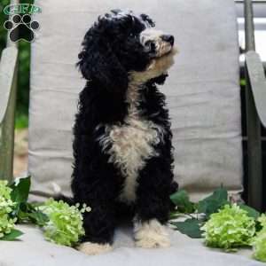 Mason, Bernedoodle Puppy