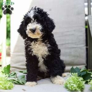Mason, Bernedoodle Puppy