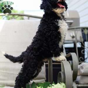 Mason, Bernedoodle Puppy