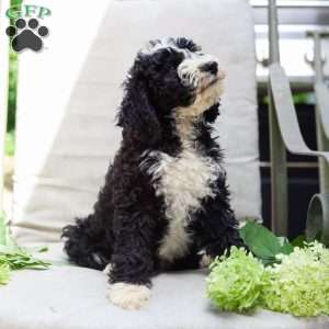 Mason, Bernedoodle Puppy