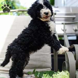 Mason, Bernedoodle Puppy