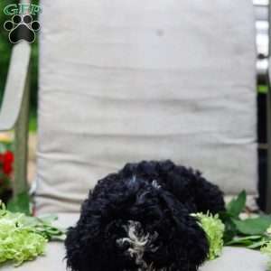 Mason, Bernedoodle Puppy