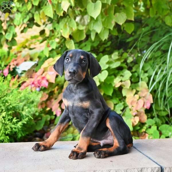 Master, Doberman Pinscher Puppy