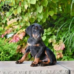 Master, Doberman Pinscher Puppy