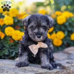 Mateo, Miniature Schnauzer Puppy