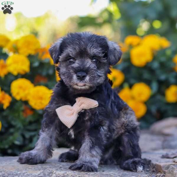 Mateo, Miniature Schnauzer Puppy