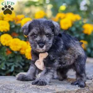 Mateo, Miniature Schnauzer Puppy