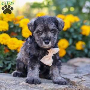 Mateo, Miniature Schnauzer Puppy