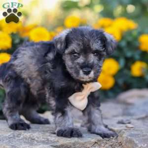 Mateo, Miniature Schnauzer Puppy