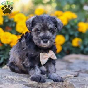 Mateo, Miniature Schnauzer Puppy