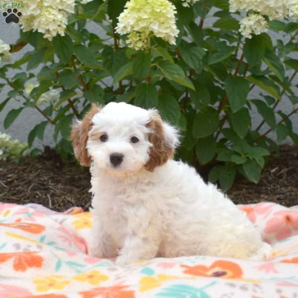 Maui, Cavapoo Puppy