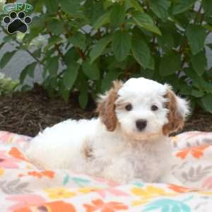 Maui, Cavapoo Puppy
