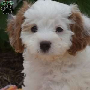 Maui, Cavapoo Puppy