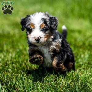 Maverick, Mini Bernedoodle Puppy