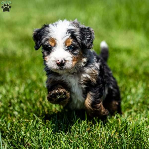 Maverick, Mini Bernedoodle Puppy