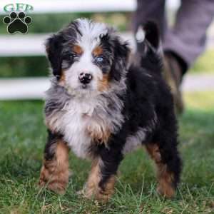 Maverick, Mini Bernedoodle Puppy