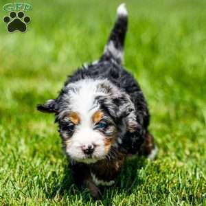 Maverick, Mini Bernedoodle Puppy