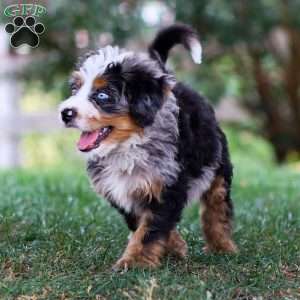 Maverick, Mini Bernedoodle Puppy