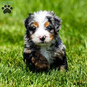 Maverick, Mini Bernedoodle Puppy