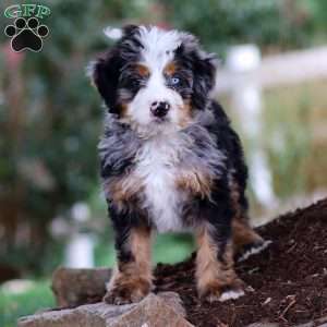 Maverick, Mini Bernedoodle Puppy