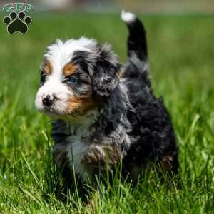 Maverick, Mini Bernedoodle Puppy