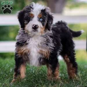 Maverick, Mini Bernedoodle Puppy