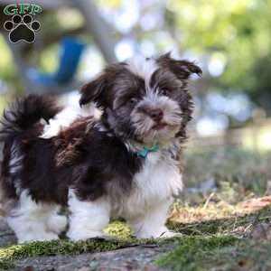 Max, Havanese Puppy