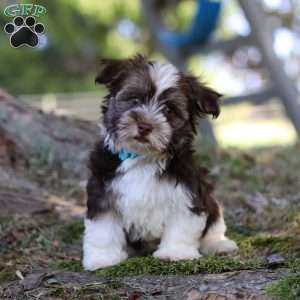 Max, Havanese Puppy