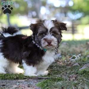 Max, Havanese Puppy