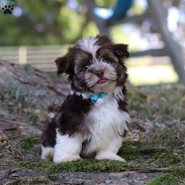 Max, Havanese Puppy