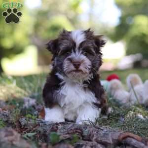 Max, Havanese Puppy