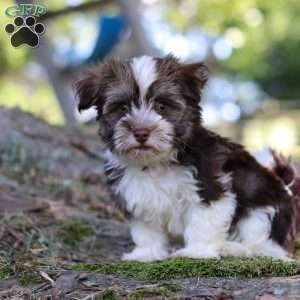 Max, Havanese Puppy