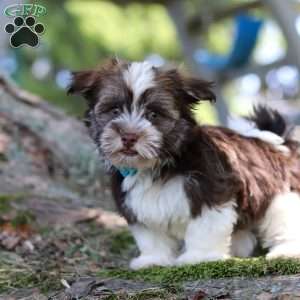 Max, Havanese Puppy