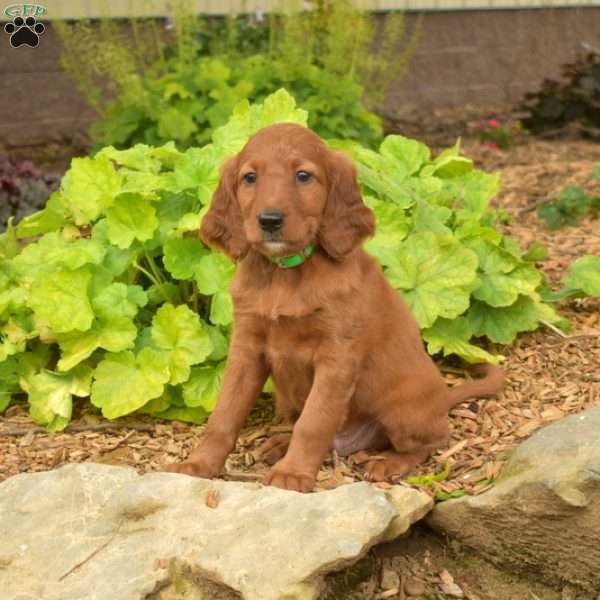 Max, Irish Setter Puppy