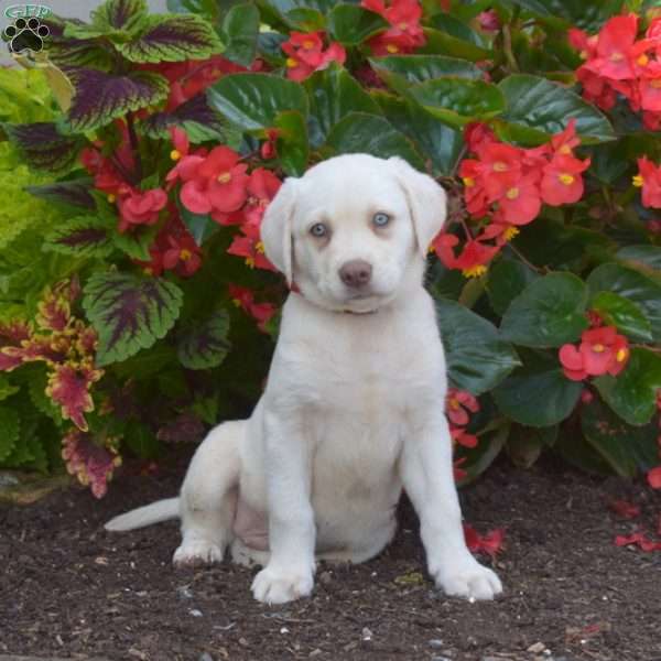 Max, Yellow Labrador Retriever Puppy