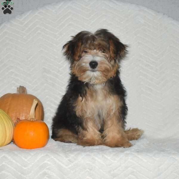 Max, Yorkie Puppy