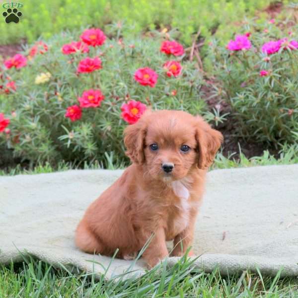 Max, Cavapoo Puppy