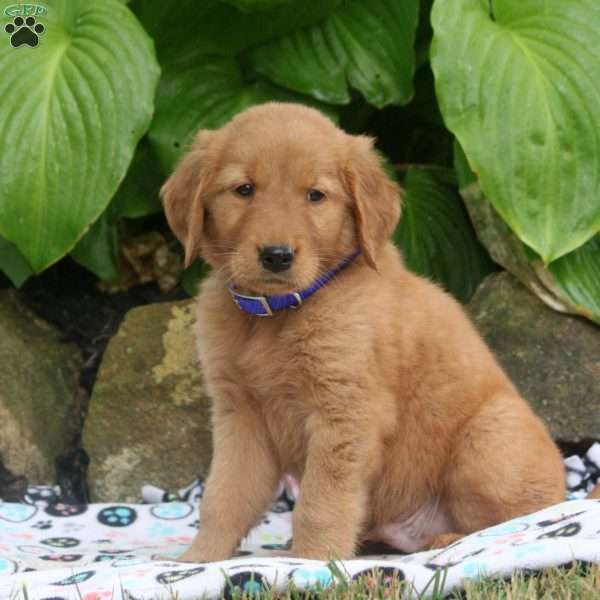 Max, Golden Retriever Puppy