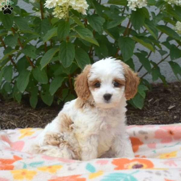 Max, Cavapoo Puppy