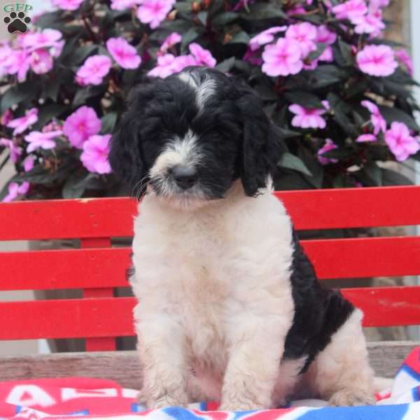 Max, Bernedoodle Puppy