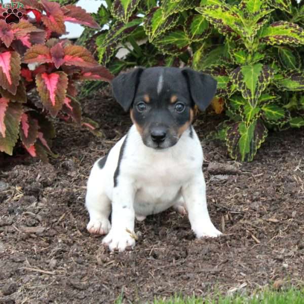Max, Jack Russell Terrier Puppy