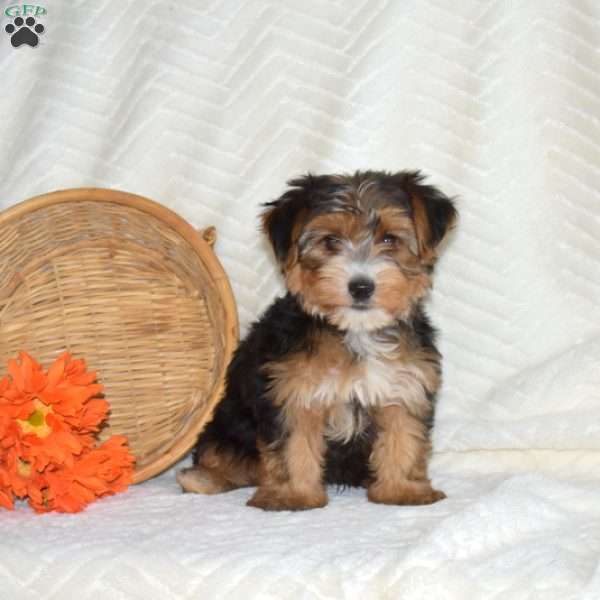 Max, Yorkie Puppy