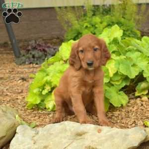Max, Irish Setter Puppy