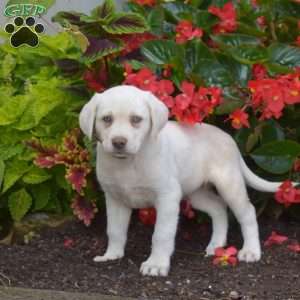 Max, Yellow Labrador Retriever Puppy