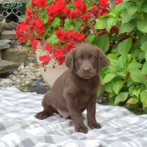 Max, Chocolate Labrador Retriever Puppy